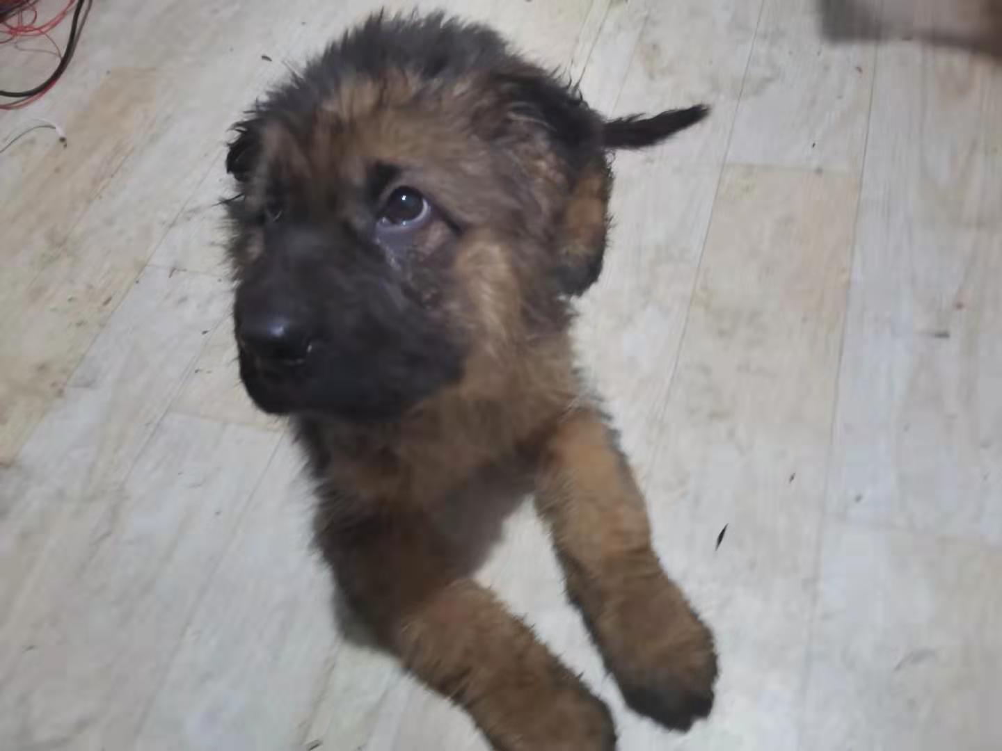 刚买回来的幼犬怎么让成活率更高,如何对新生犬进行科学饲养管理