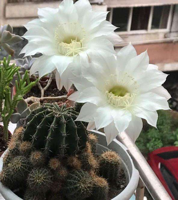 十个仙人球,最新30个仙人球品种