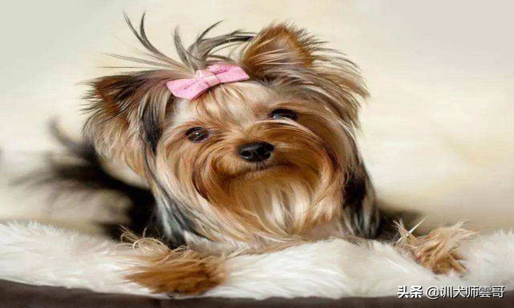 比较适合在家养的小型犬京巴狗,小型犬比较温顺好养是什么品种