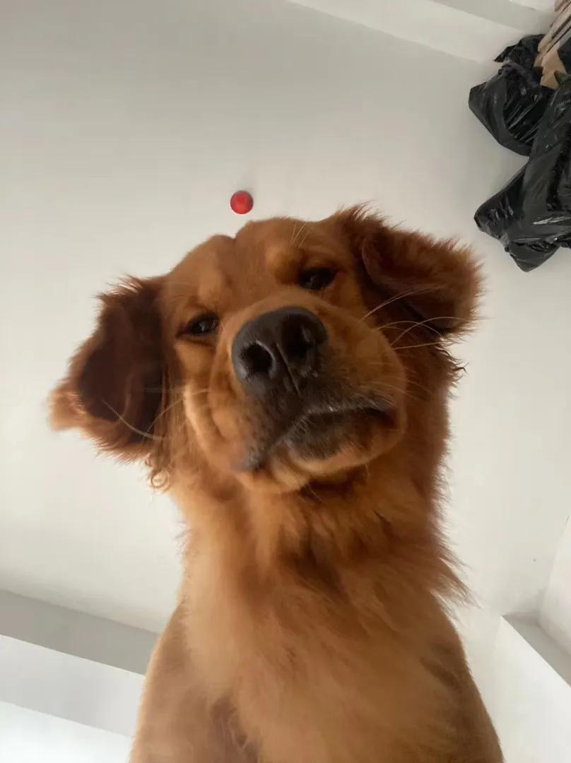 狗狗喜欢追逐移动的东西,狗狗前十字韧带撕裂