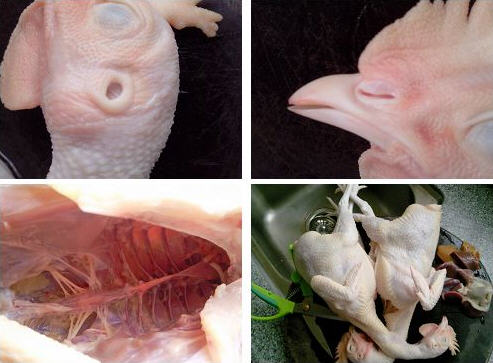 整鸡清洗,清理鸡全过程