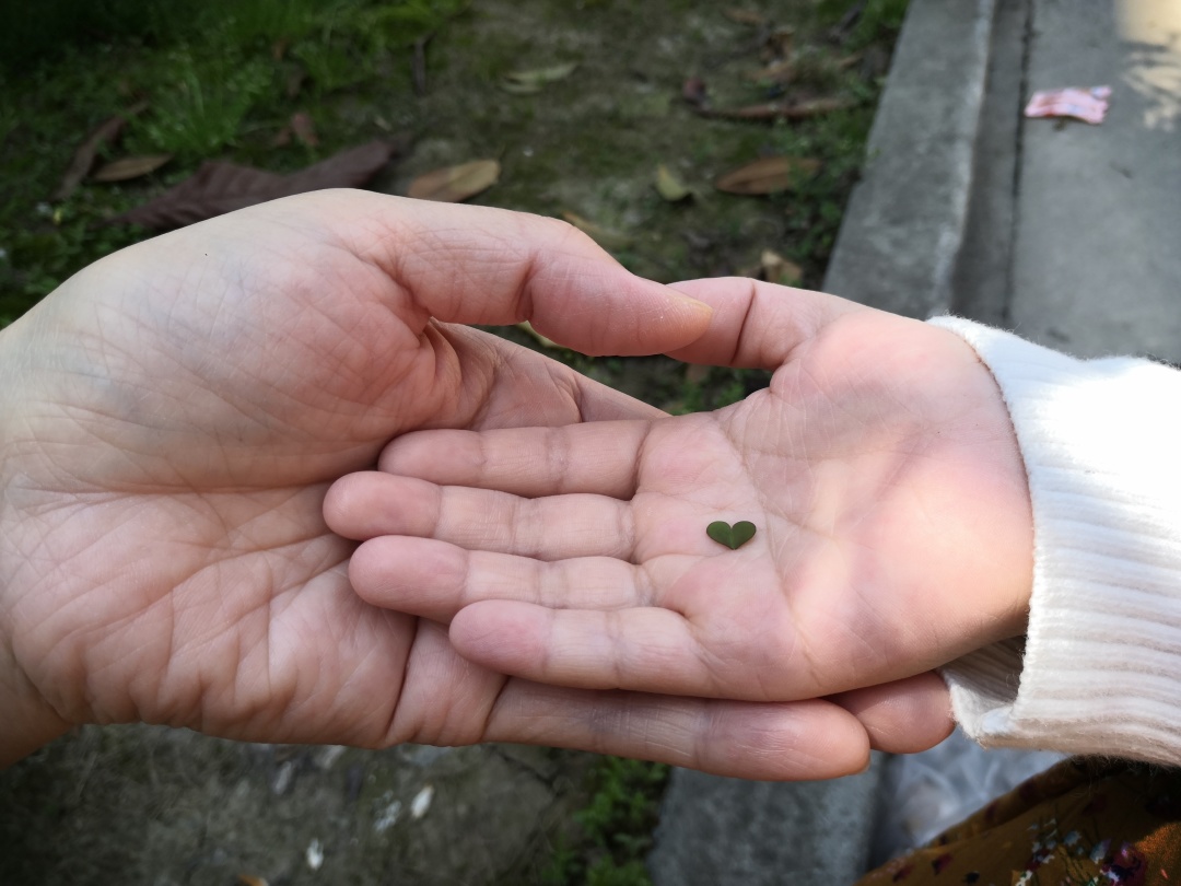 “熬过了天灾,却没躲过*祸人**!”放生成了送命,对不起,小乌龟