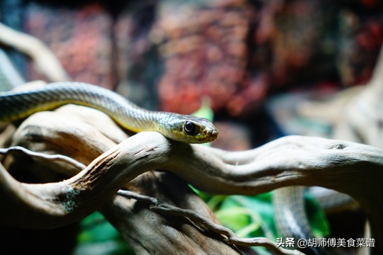 除了蝙蝠外的十二种野生动物,除了蝙蝠还有哪些野生动物不能吃