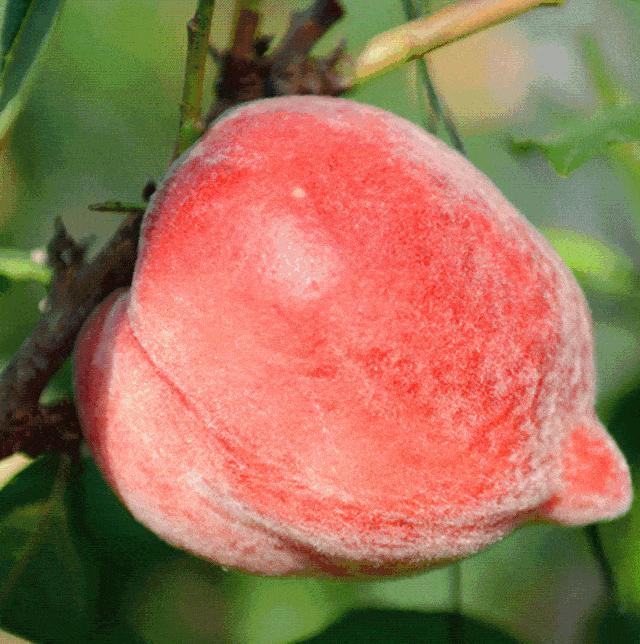 能吃上又甜又新鲜的水蜜桃,吃冻水蜜桃而且还是真的水蜜桃