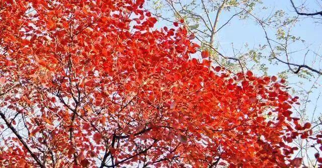 大连哪里的秋色最美呢,大连赏秋景的地方