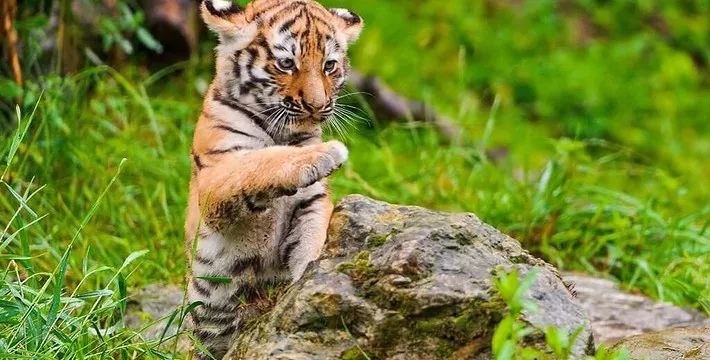 上海人游上海，这51个地方才不“踩雷”！