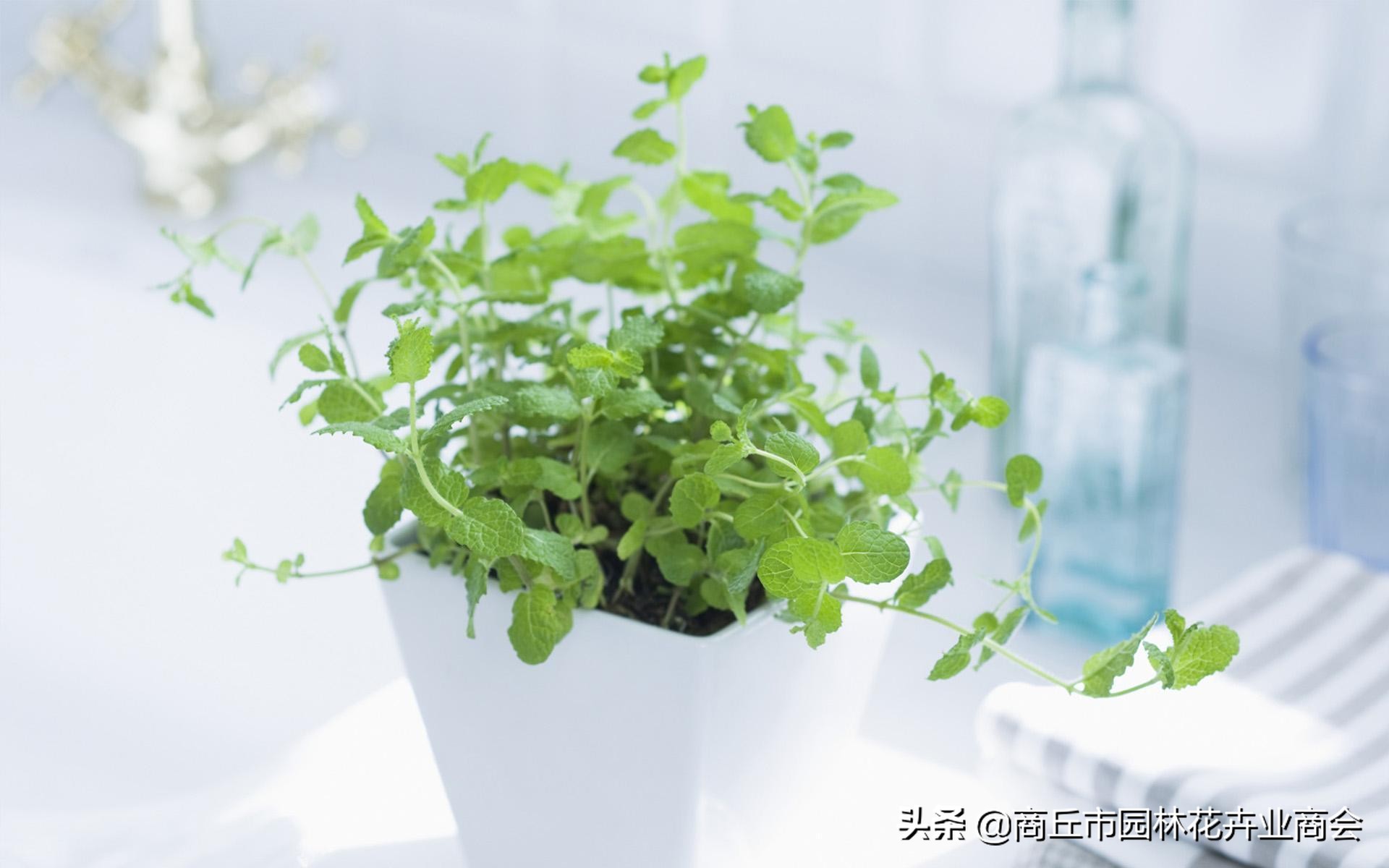 花萎蔫之后怎么处理掉,花卉枯萎病怎么治疗