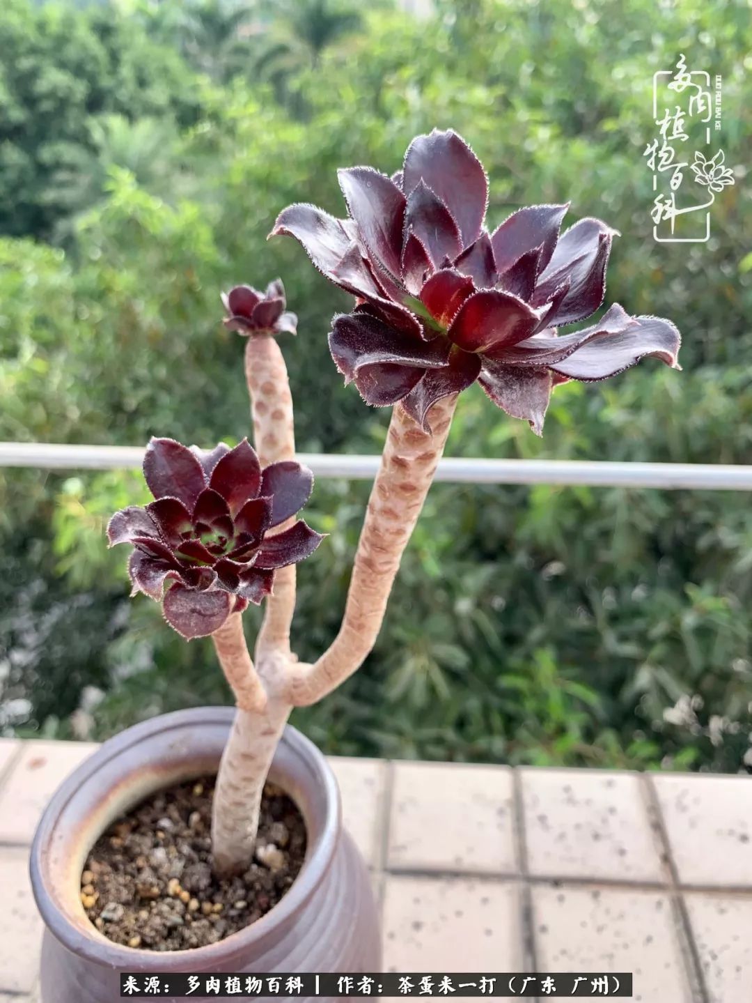 在冬日阳光下，记一个多肉小白的养肉历程