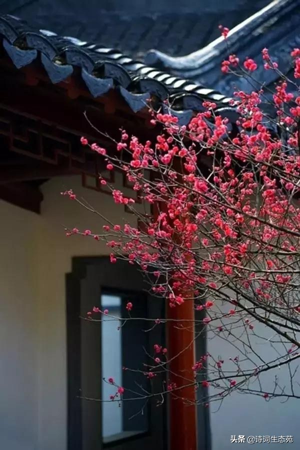 关于梅花我们应有怎样的人生追求,关于梅花我们想到了什么