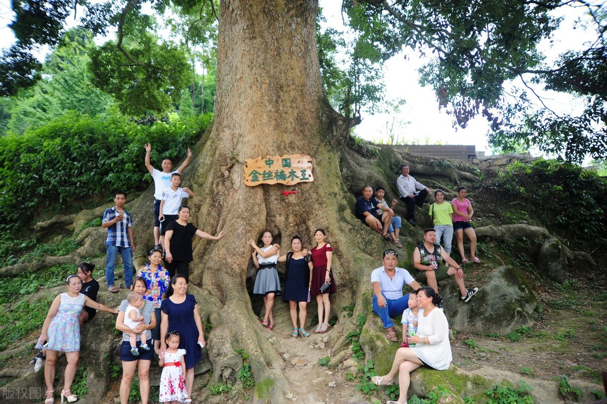 千年楠树被盗伐,为什么金丝楠木都掉价了