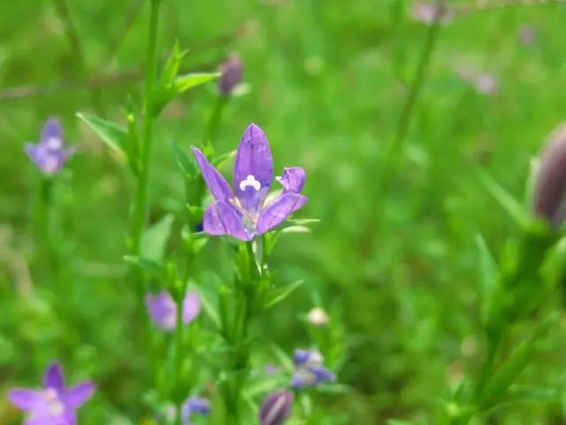 那些常见却叫不上名字的野花野草,常见的野花野草却是农家之宝