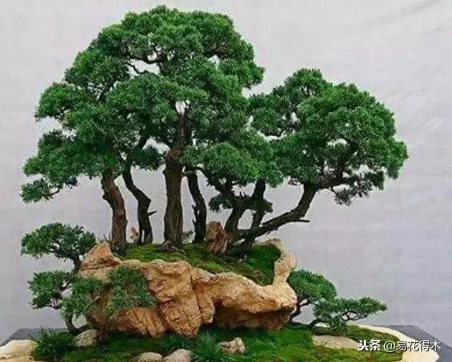 丛林式精品盆景欣赏,丛林盆景浅盆