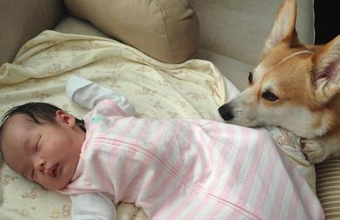 辟谣怀孕不能做的事,官方辟谣怀孕不能养狗