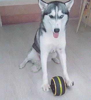 6大“人气蠢狗”，主人：哎呀，我当初怎么就选了你养