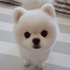 养博美犬注意事项和禁忌,养博美犬注意哪些事项和禁忌