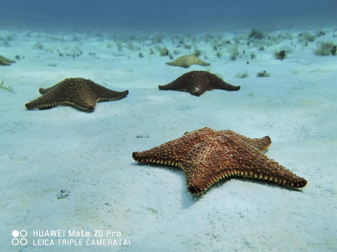 华为mate20pro水下拍摄,华为mate20pro水下测试