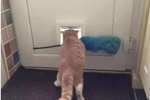 弱弱的问一句还可以吗怎么回,猫咪傻的表现是什么