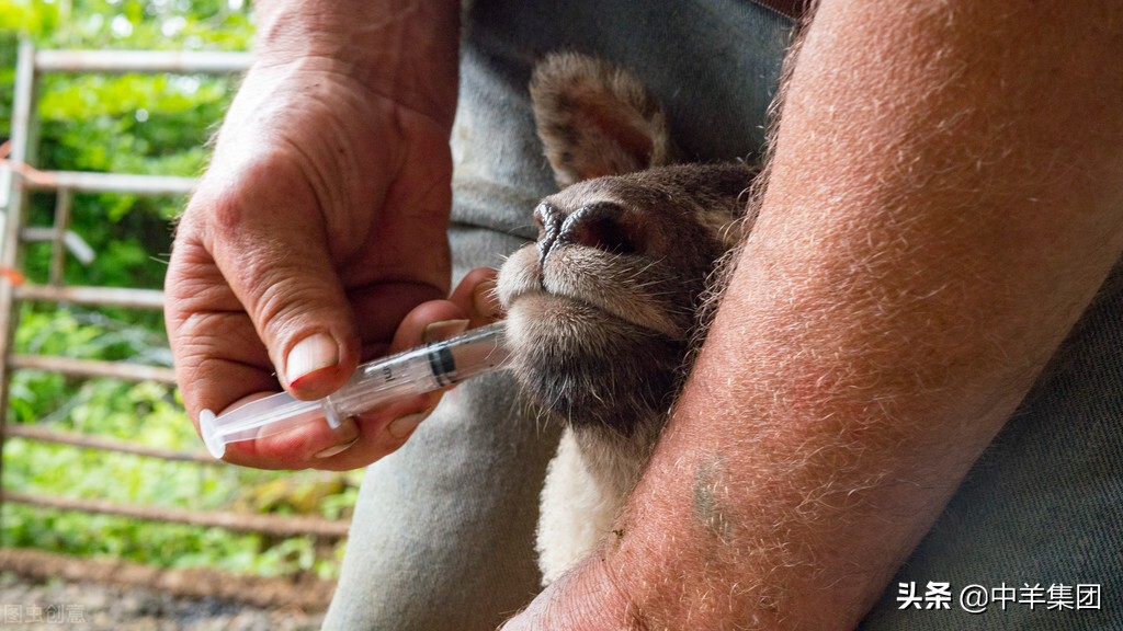羊得了破伤风的症状及治疗方法,羊得破伤风症状表现有哪些