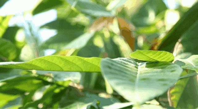 查理和巧克力工厂亲子体验,查理和巧克力工厂有实景吗