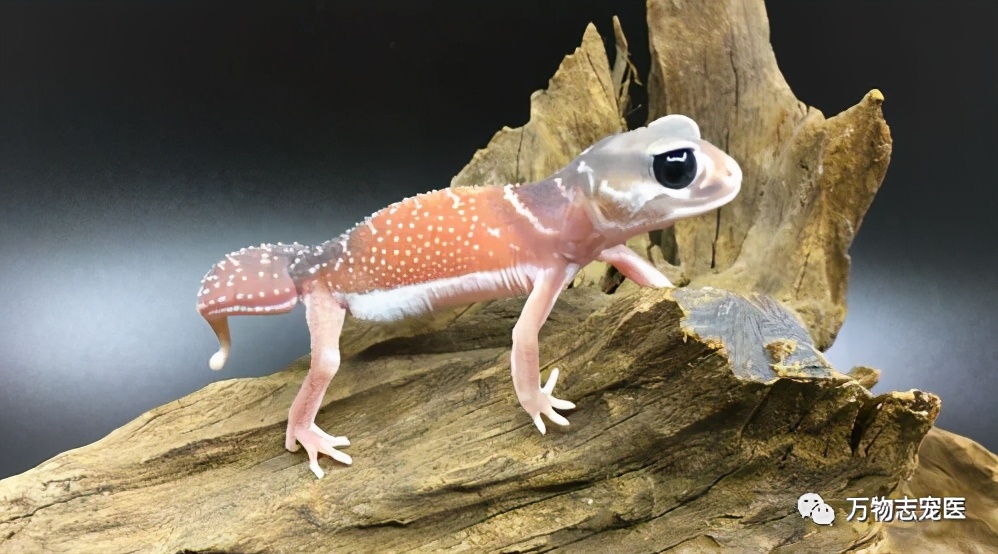 守宫幼体饲养入门常识,新宠到家怎么养