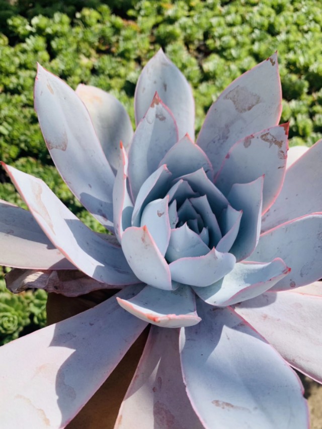 多肉广寒宫阳台,多肉广寒宫的养护知识