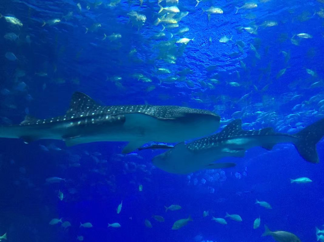 全球最大的长隆海洋公园,沉浸式参观长隆海洋王国