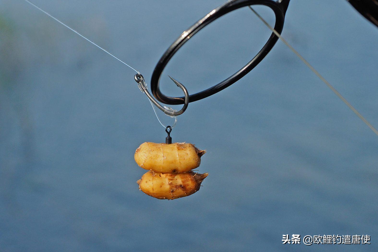 欧鲤钓必须用弯背钩吗,欧鲤钓真的那么厉害吗