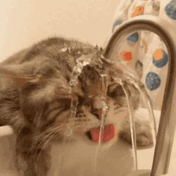 猫得肠胃炎的症状治疗需要多少钱,猫肠胃炎科普