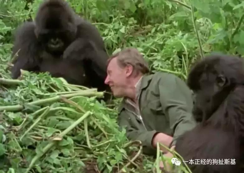 大卫爱登堡致辞,大卫爱登堡国语版