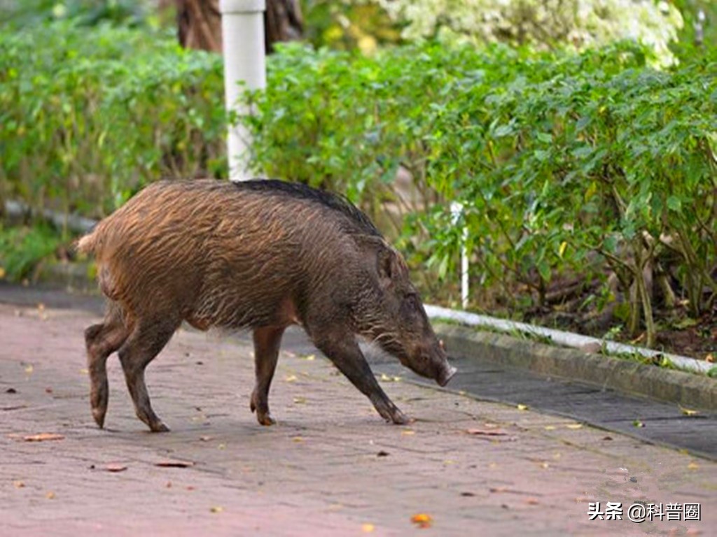 目前国内野猪泛滥的情况怎么样了,野猪泛滥成灾真的有必要保护吗