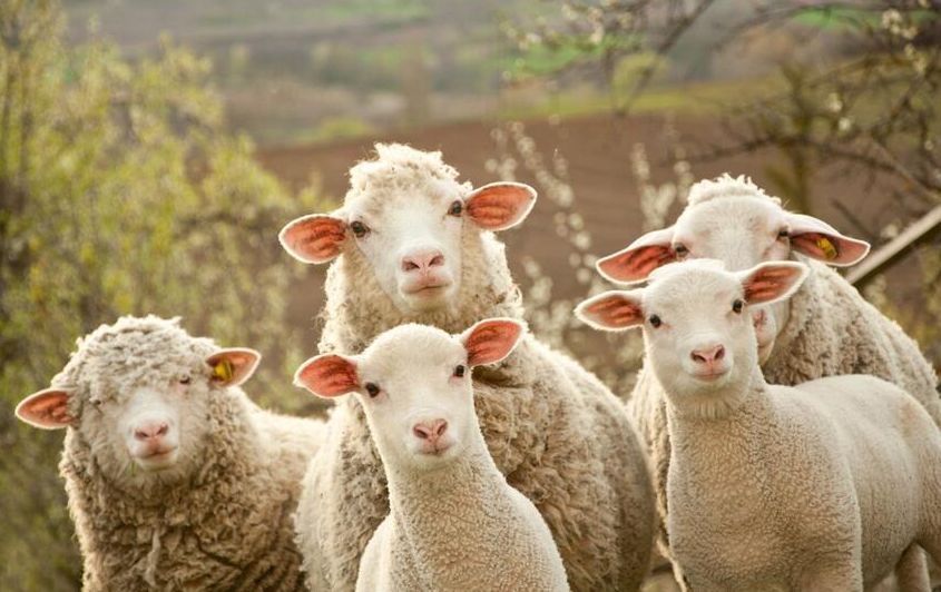 澳大利亚兔子入侵,澳洲兔子入侵对澳洲的影响