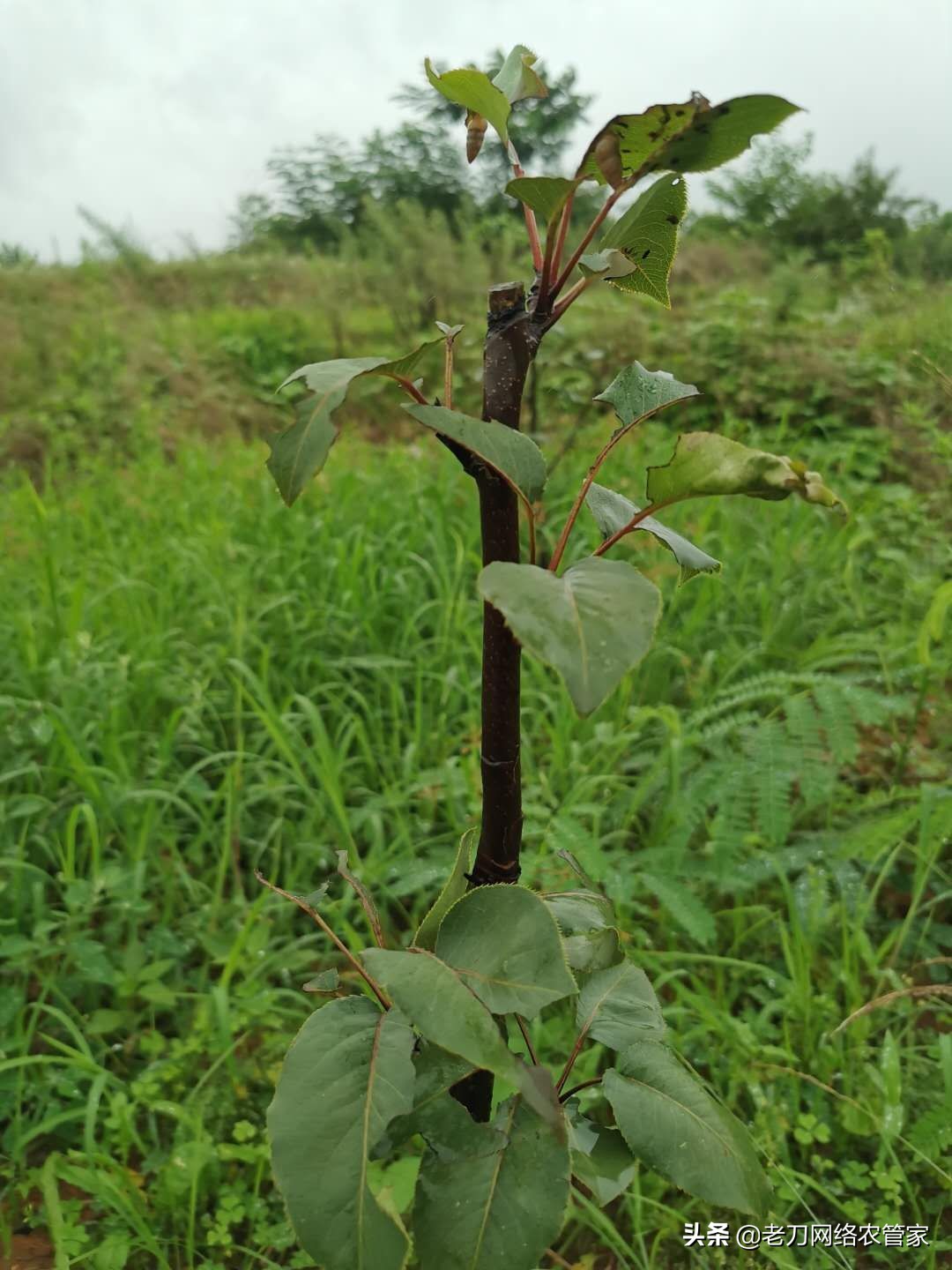 梨树芽头被咬掉用什么药,梨树叶长刺打什么药