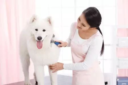 狗狗冬天的毛最少可以留多长,狗狗冬天掉水里了怎么办