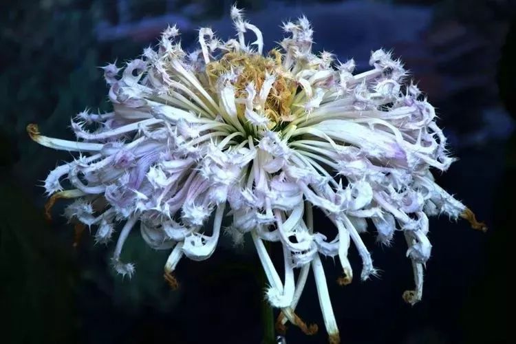 花中四君子菊花,花中四君子菊花的简介