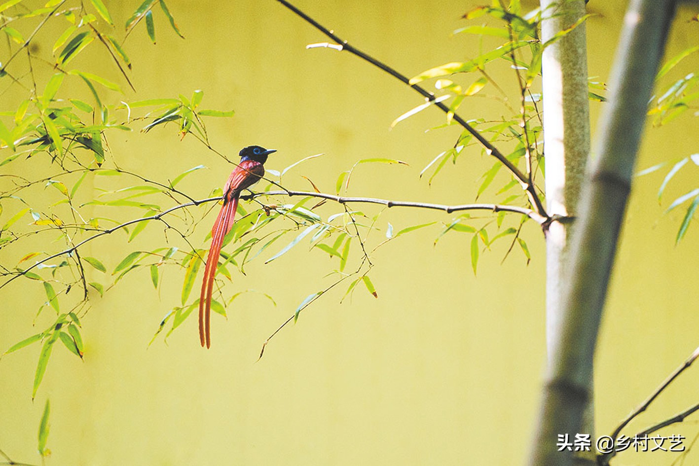 鸟叫声学说话,鸟叫声发声技巧