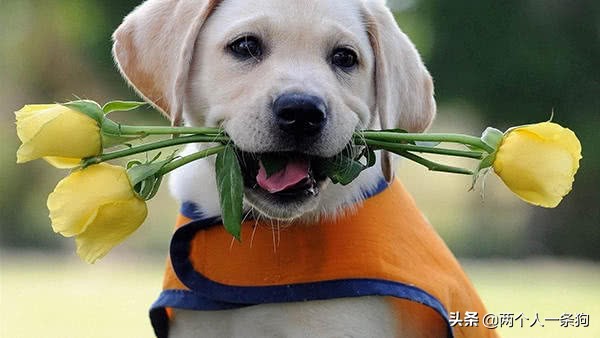 狗狗身上总有虫卵,狗狗身上有虫子驱虫要几次