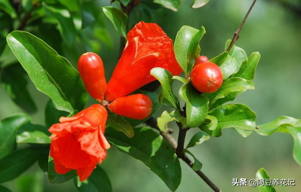 红牡丹石榴怎么养,教你如何养好花