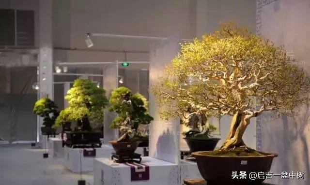 养盆景修身养性靠谱吗,农村养盆景能赚钱吗