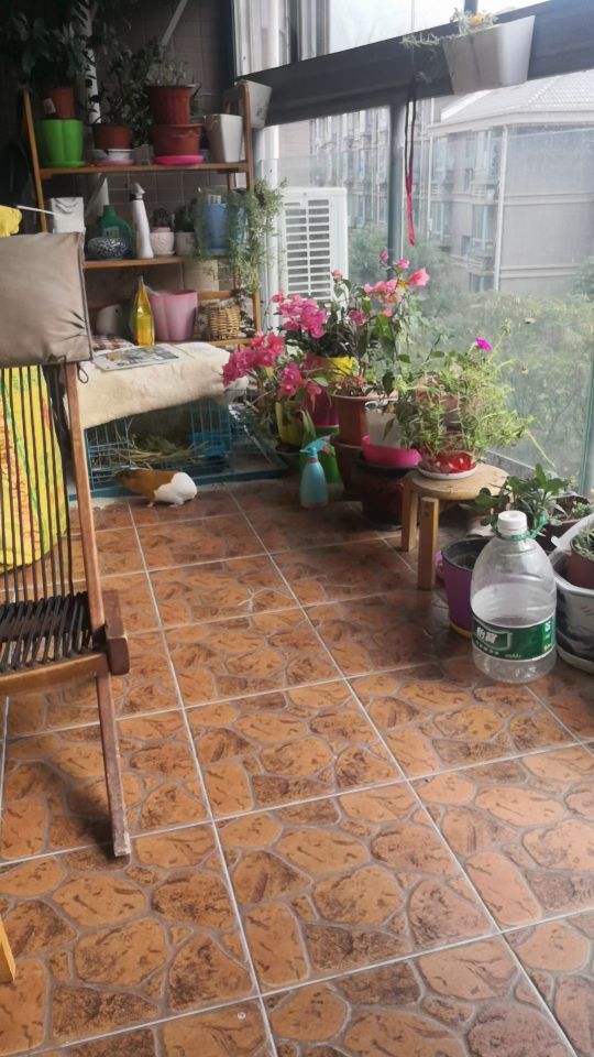 养荷兰猪和宠物兔怎么养比较好,荷兰猪和宠物兔哪个好养活