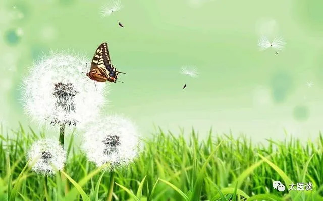 你知道蒲公英的秘密吗,蒲公英你不知道的秘密
