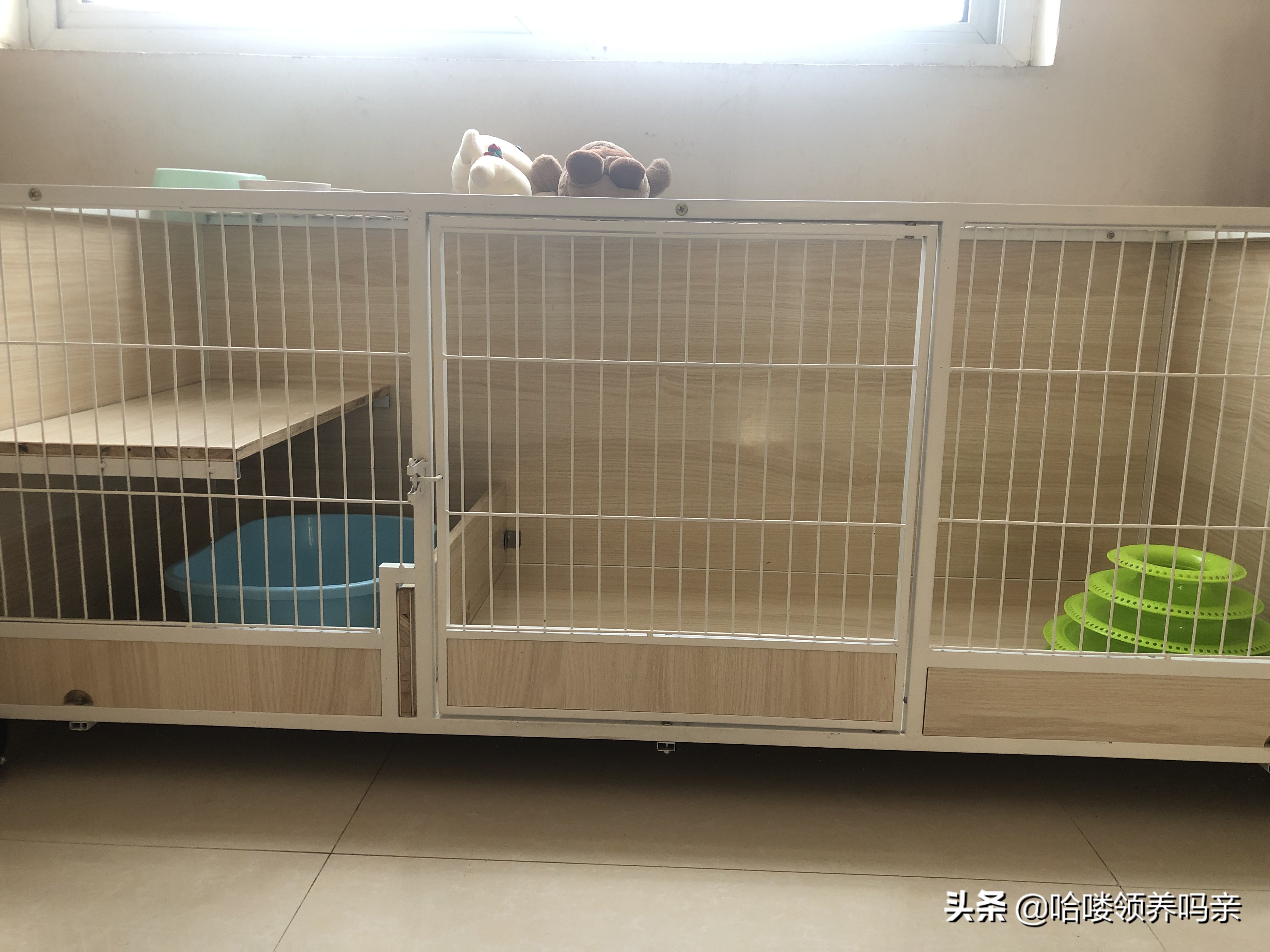 假期出门宠物怎么安置,假期宠物寄养哪里实惠