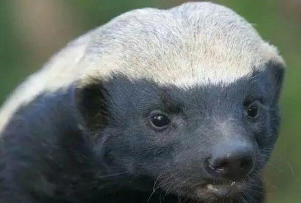 平头哥为什么会变成迷你物种,平头哥到底是什么动物