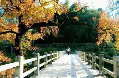 娓呰繙杩炲窞绾㈡灚,杩炲窞楂樺北绾㈡灚