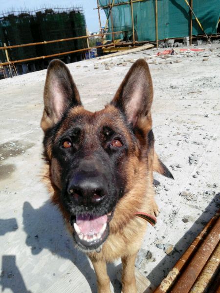 你能读懂狗的肢体语言吗,如何看德牧的性格