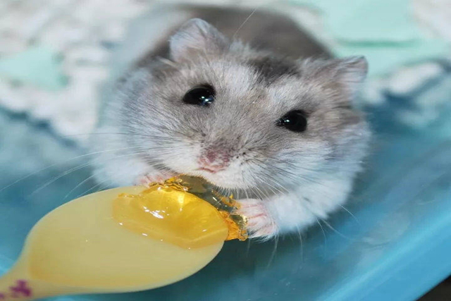 调皮仓鼠,仓鼠手动磨粉器