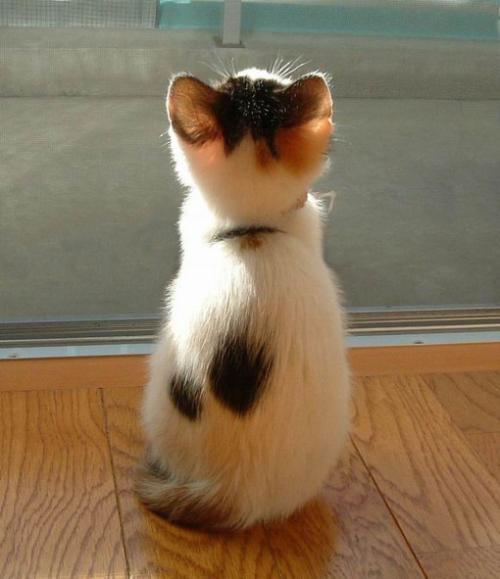 中华田园猫古代名称图鉴,古代人怎么挑选猫