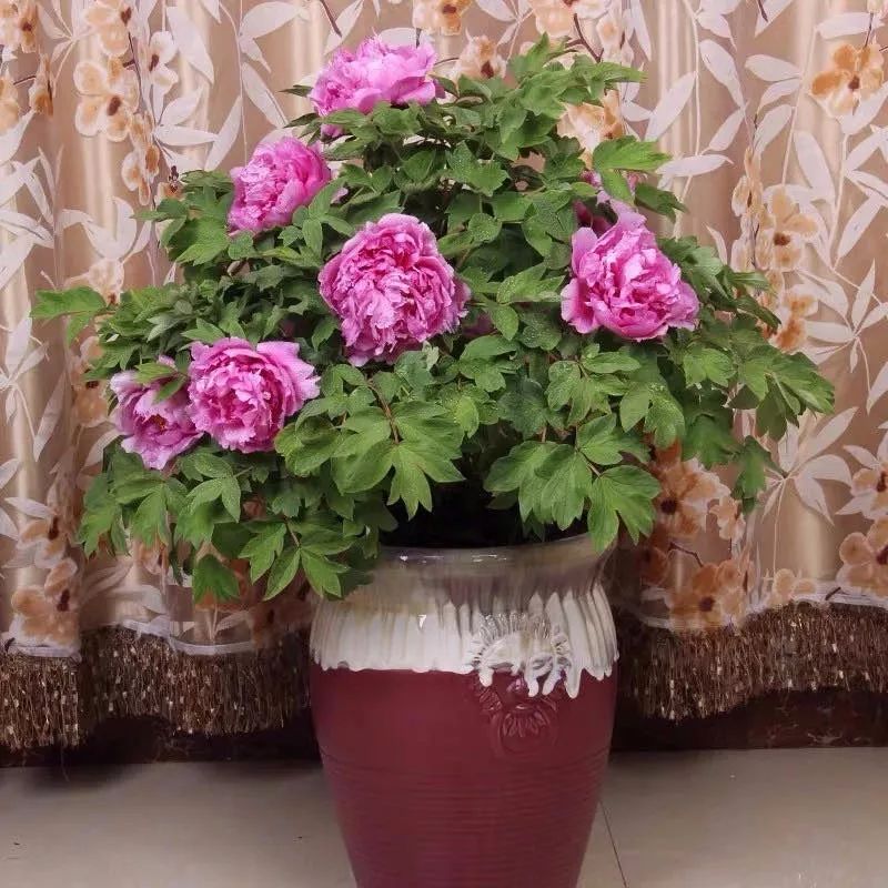 养花公认最美4种花满屋飘香,公认最好养的五种花