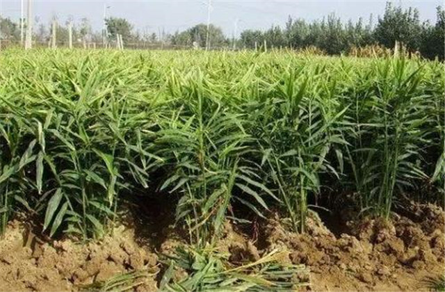 生姜最新栽培方法和技术要点,生姜栽培技术