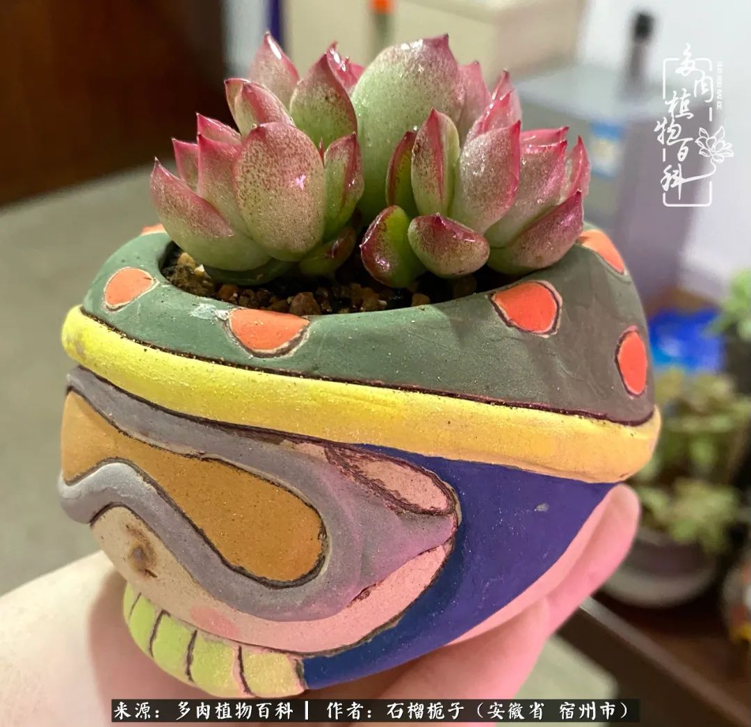 治愈系多肉：何以解忧，唯有多肉