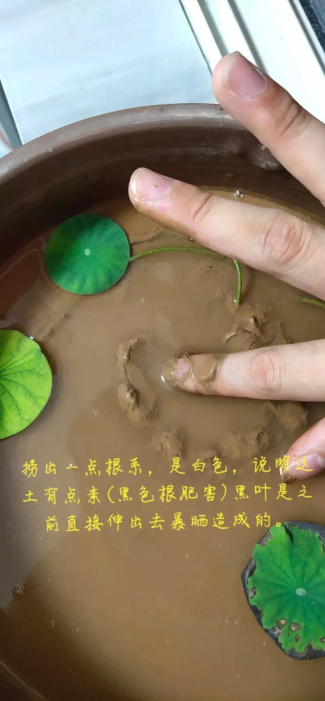 用种子栽培碗莲成长日记,碗莲与鱼在缸中栽培方法